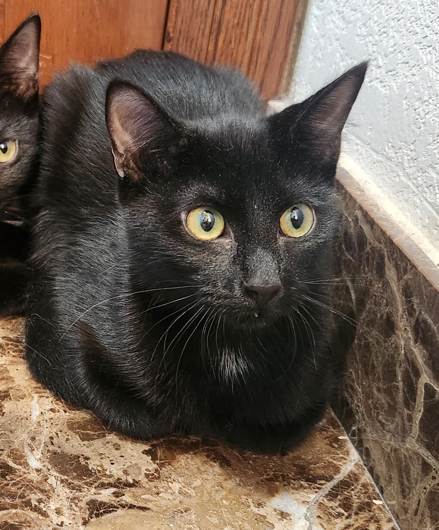 Putter, a Adoptable mixed breed in Oklahoma City, OK image 1/4