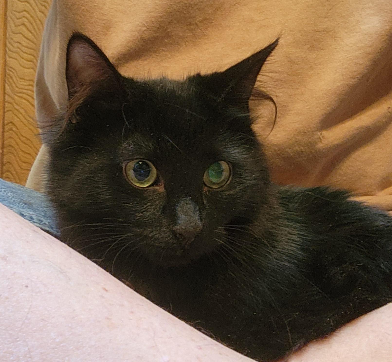 Putter, an adoptable Domestic Short Hair in Oklahoma City, OK, 73139 | Photo Image 2
