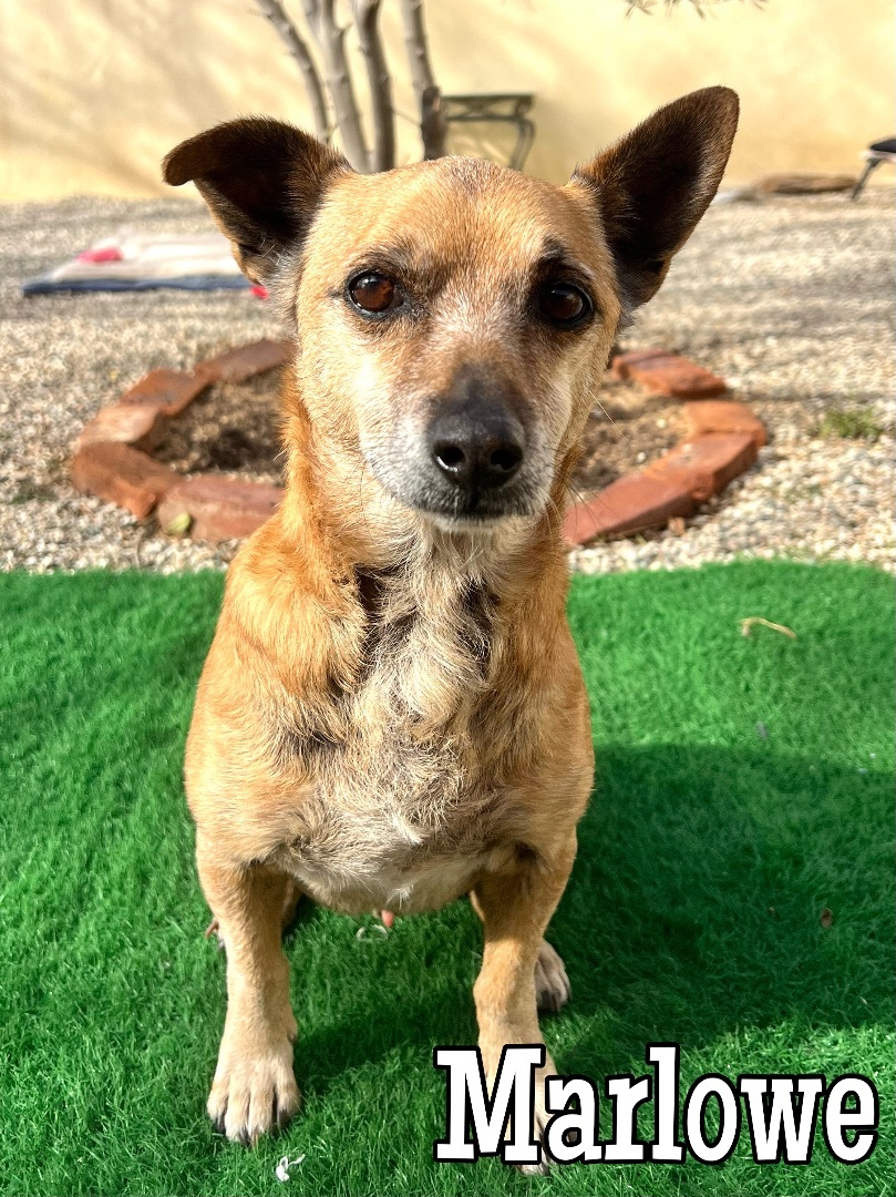 Marlowe, a Adoptable Terrier in Agua Dulce, CA image 1/11