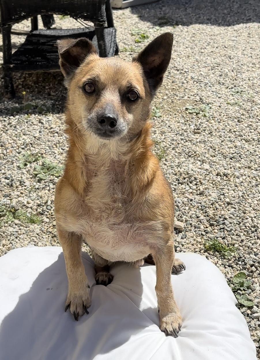 Enlarge Marlowe, a Adoptable Terrier in Agua Dulce, CA image 5/6