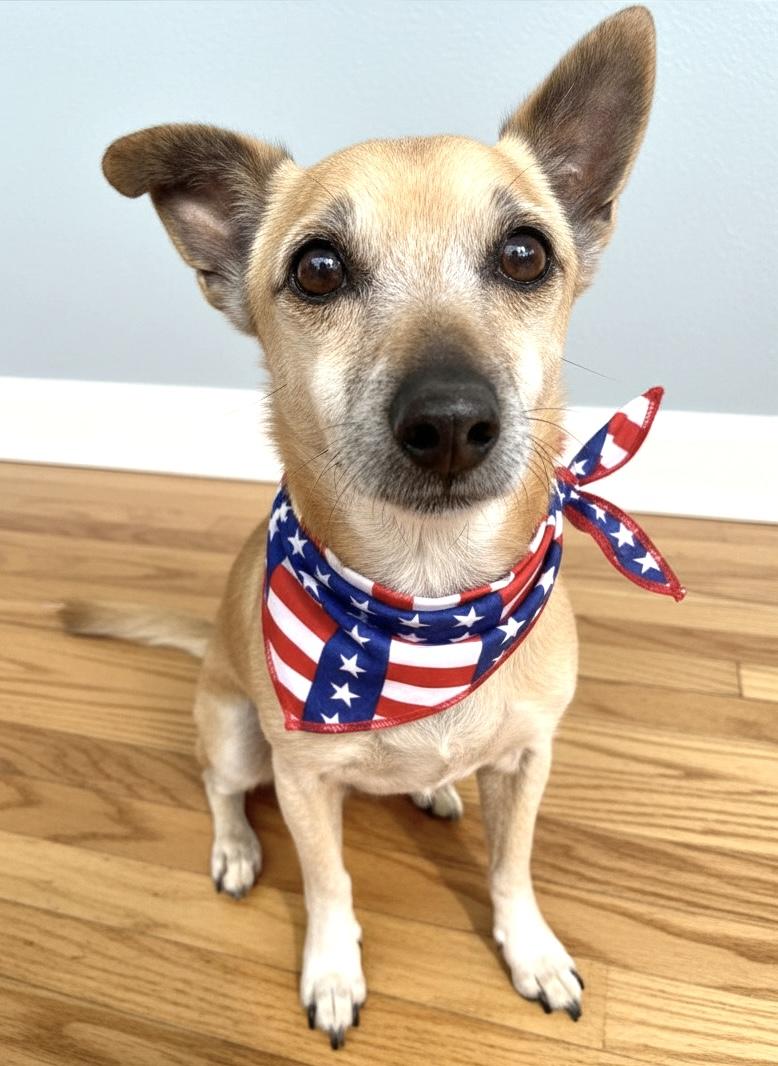 Marlowe, a Adoptable Terrier in Agua Dulce, CA image 6/6