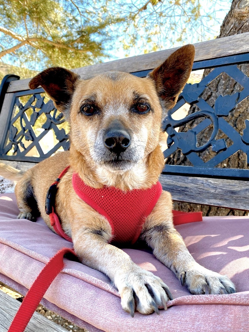 Marlowe, Adoptable, Senior Male Terrier.