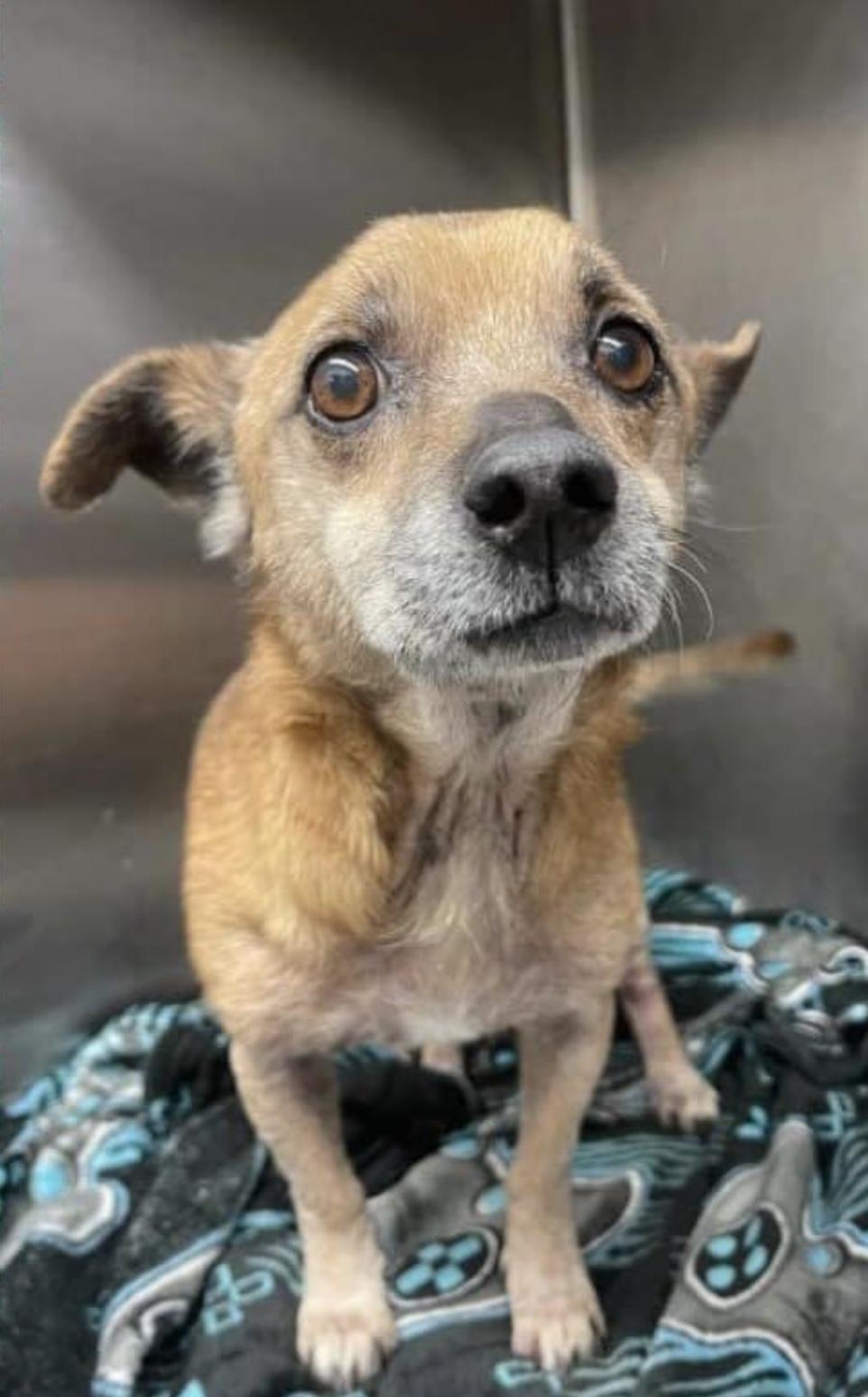 Enlarge Marlowe, a Adoptable Terrier in Agua Dulce, CA image 4/6