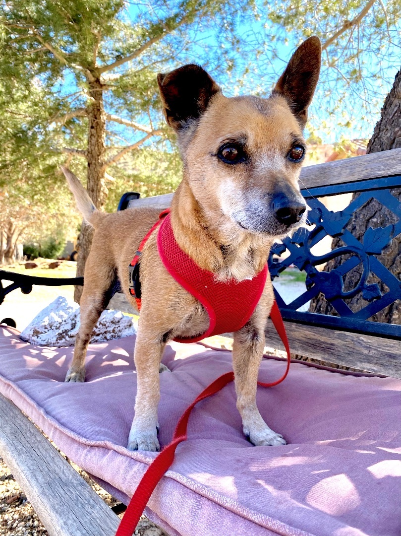 Marlowe, a Adoptable Terrier in Agua Dulce, CA image 3/11
