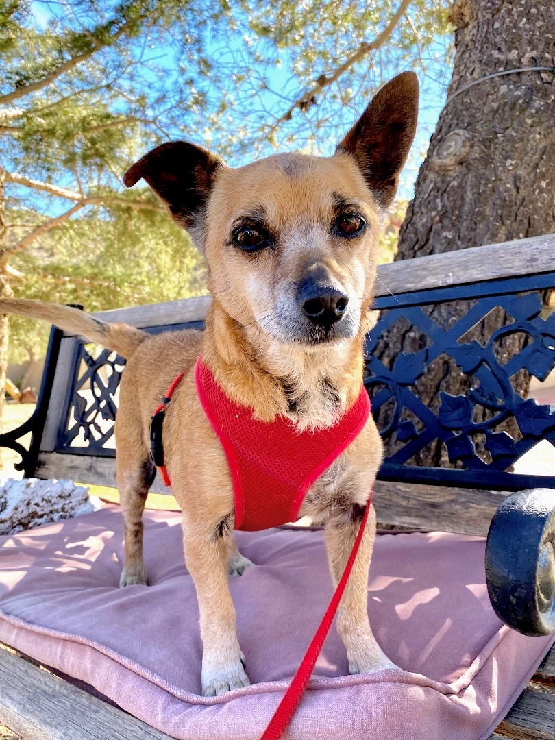 Marlowe, a Adoptable Terrier in Agua Dulce, CA image 4/11