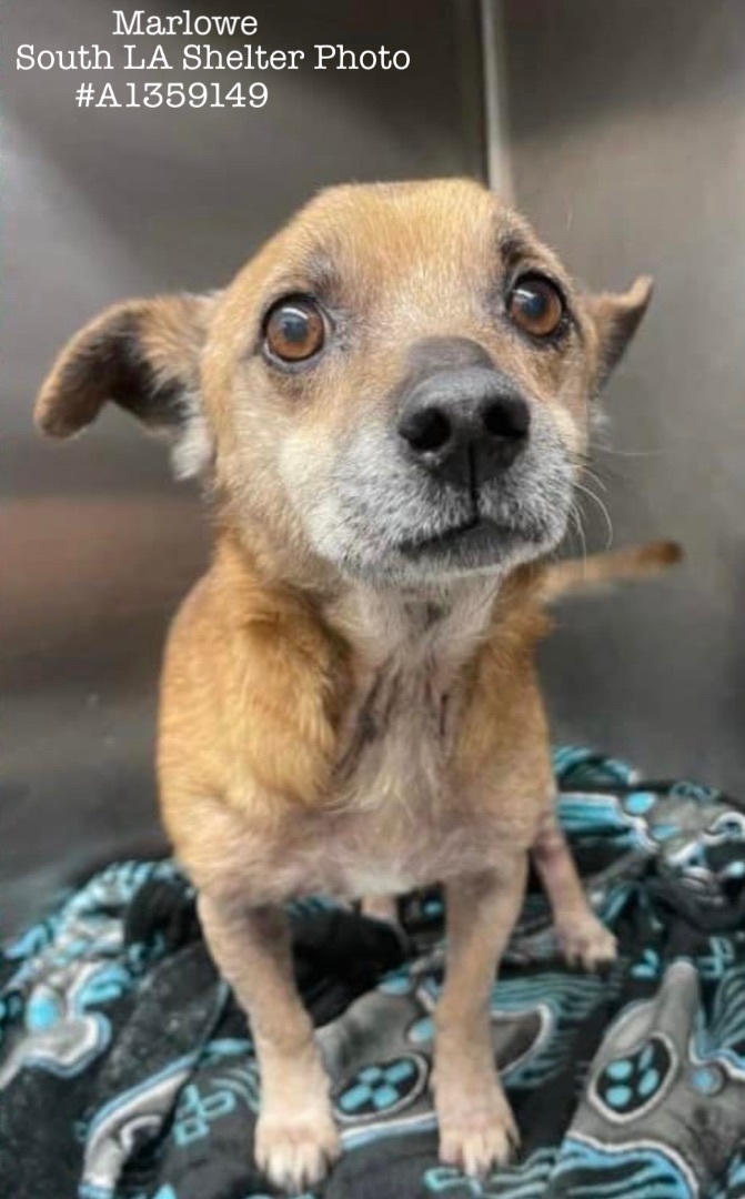 Marlowe, a Adoptable Terrier in Agua Dulce, CA image 5/11