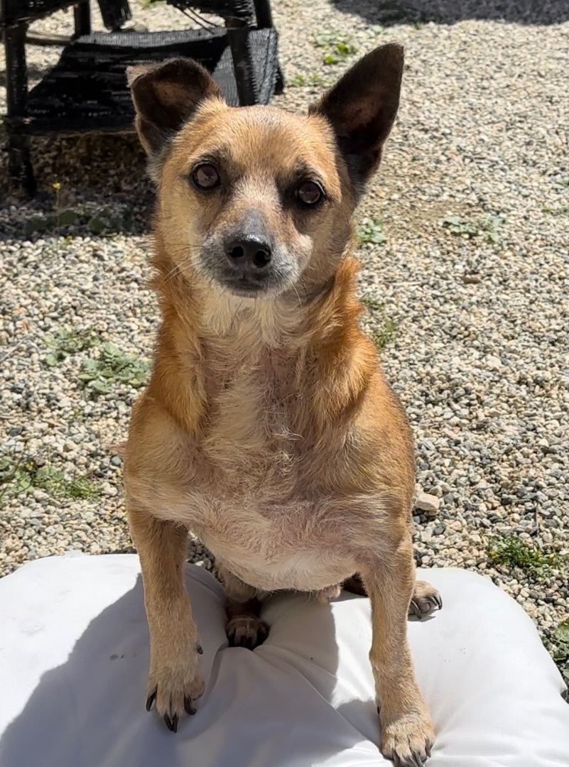 Marlowe, a Adoptable Terrier in Agua Dulce, CA image 6/11