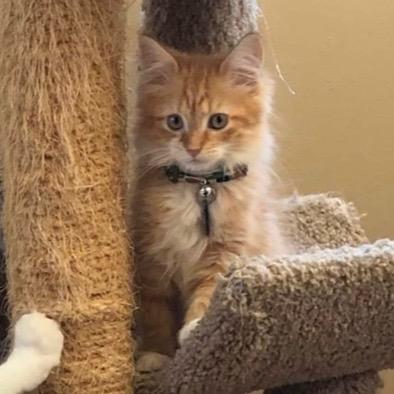 Ollie, Adopted, Adult Male Domestic Medium Hair.
