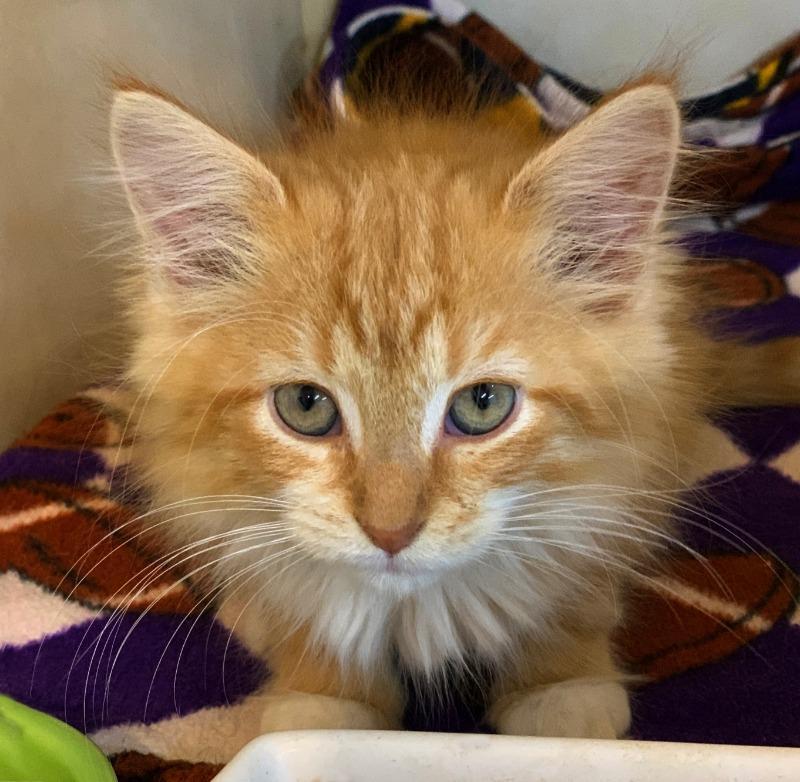 Enlarge Ollie, a Adopted mixed breed in Battle Creek, MI image 2/5
