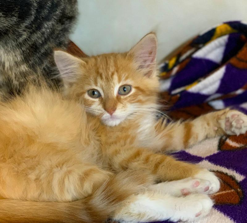 Enlarge Ollie, a Adopted mixed breed in Battle Creek, MI image 4/5