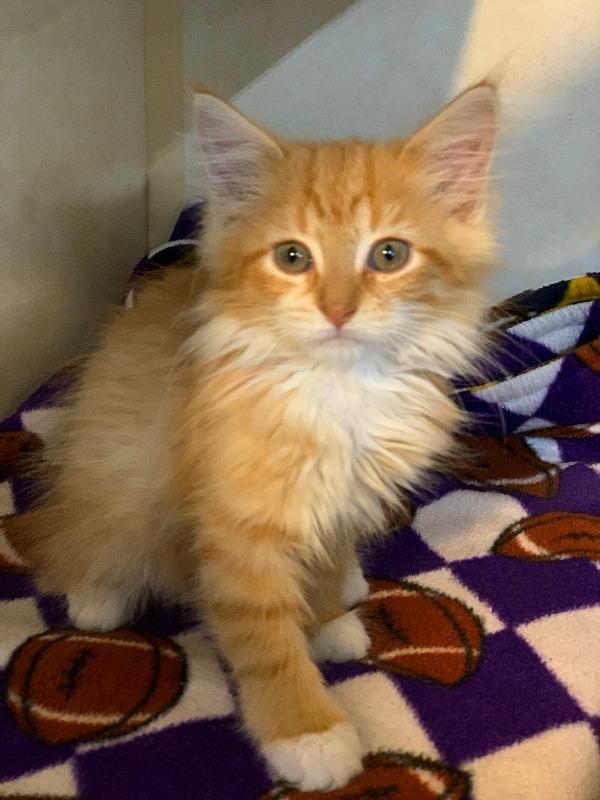 Enlarge Ollie, a Adopted mixed breed in Battle Creek, MI image 5/5
