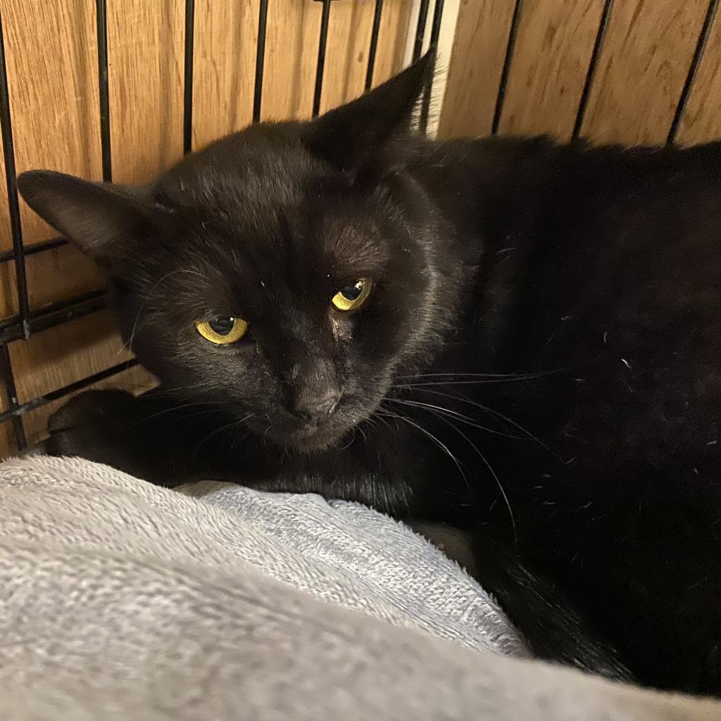 Hocus Pocus, Adoptable, Adult Male Domestic Short Hair.