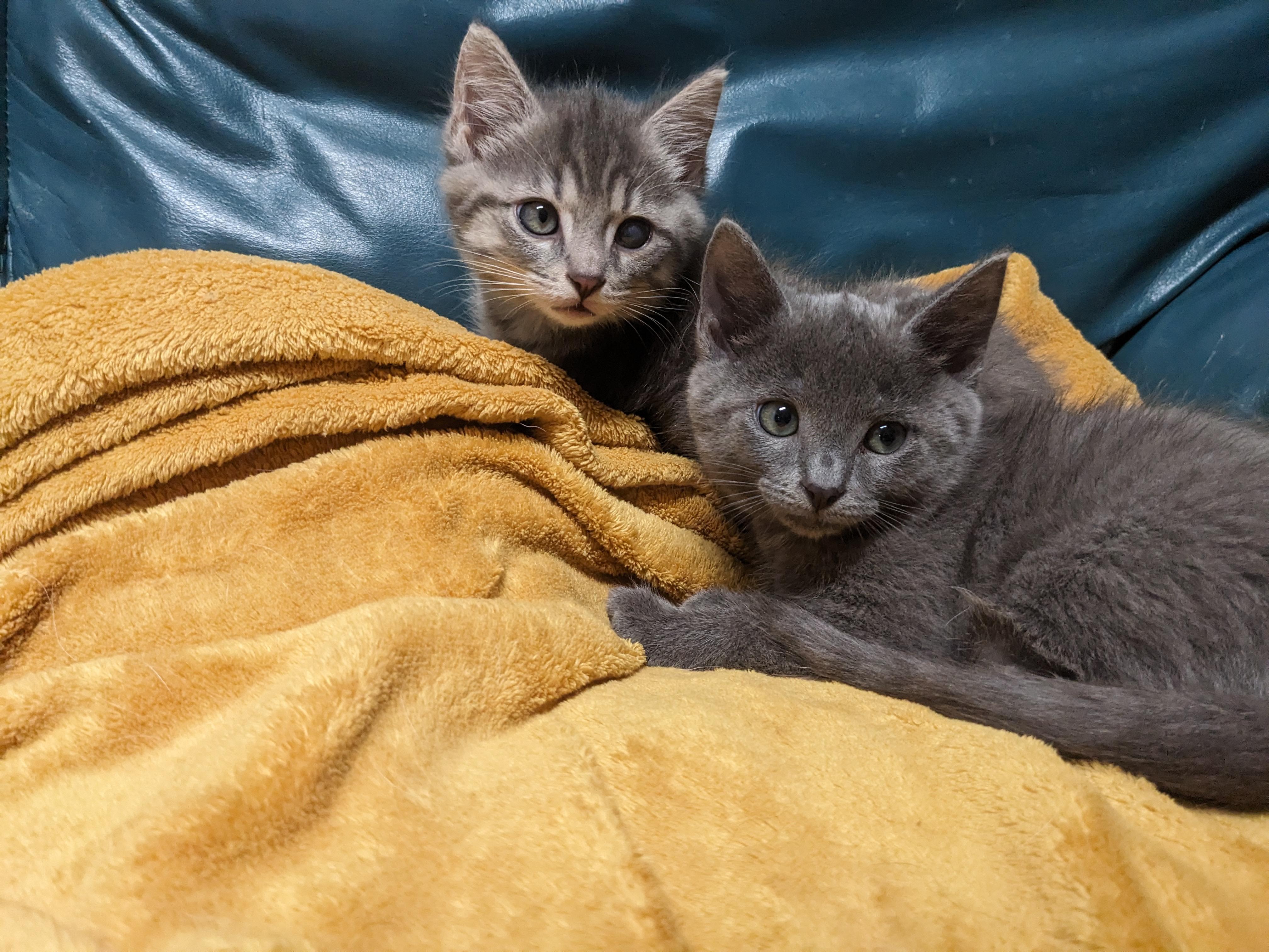 Ollie, a Adoptable Domestic Short Hair in Cincinnati, OH image 5/5