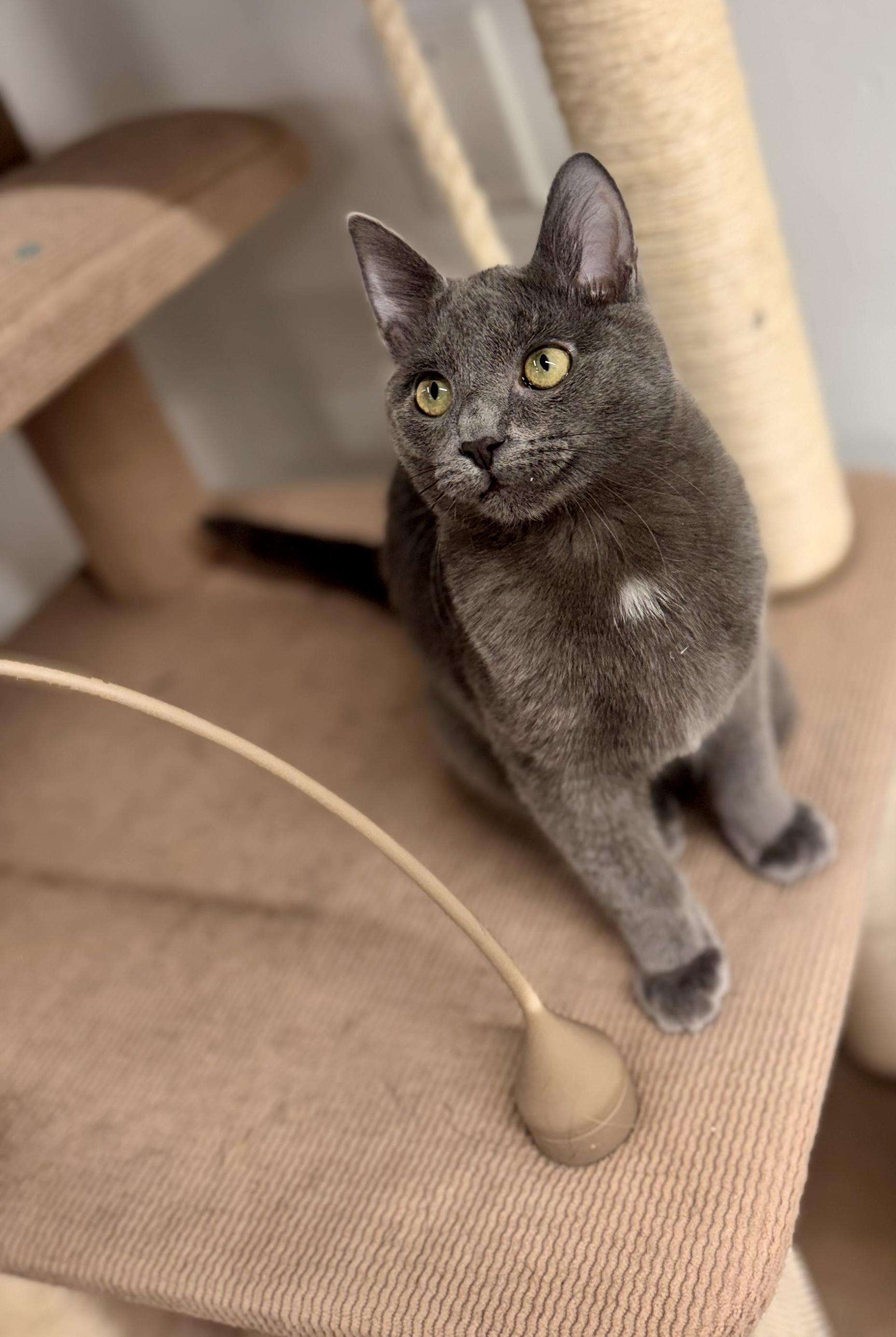 Ollie, a Adoptable Domestic Short Hair in Cincinnati, OH image 1/5