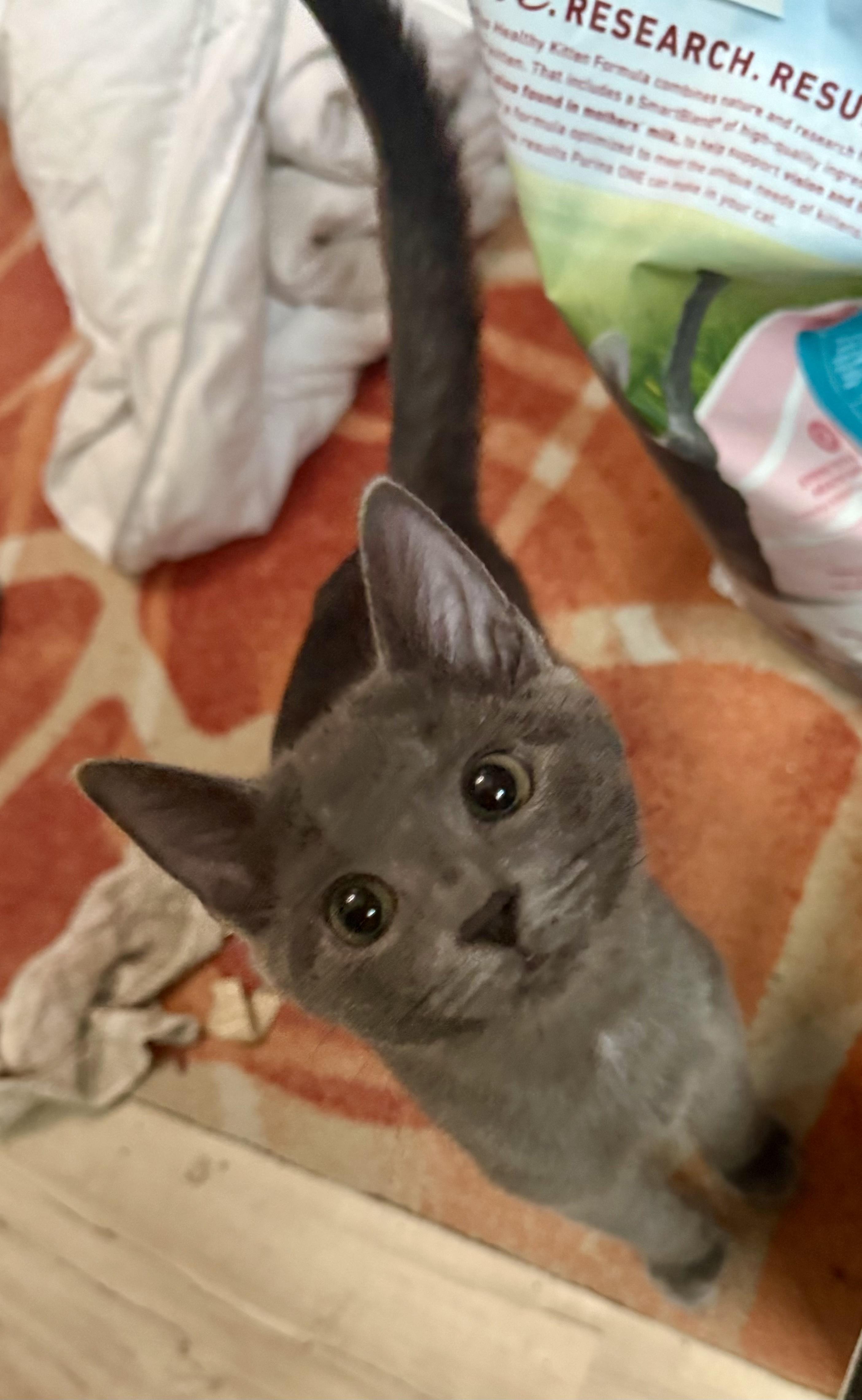 Ollie, a Adoptable Domestic Short Hair in Cincinnati, OH image 3/5