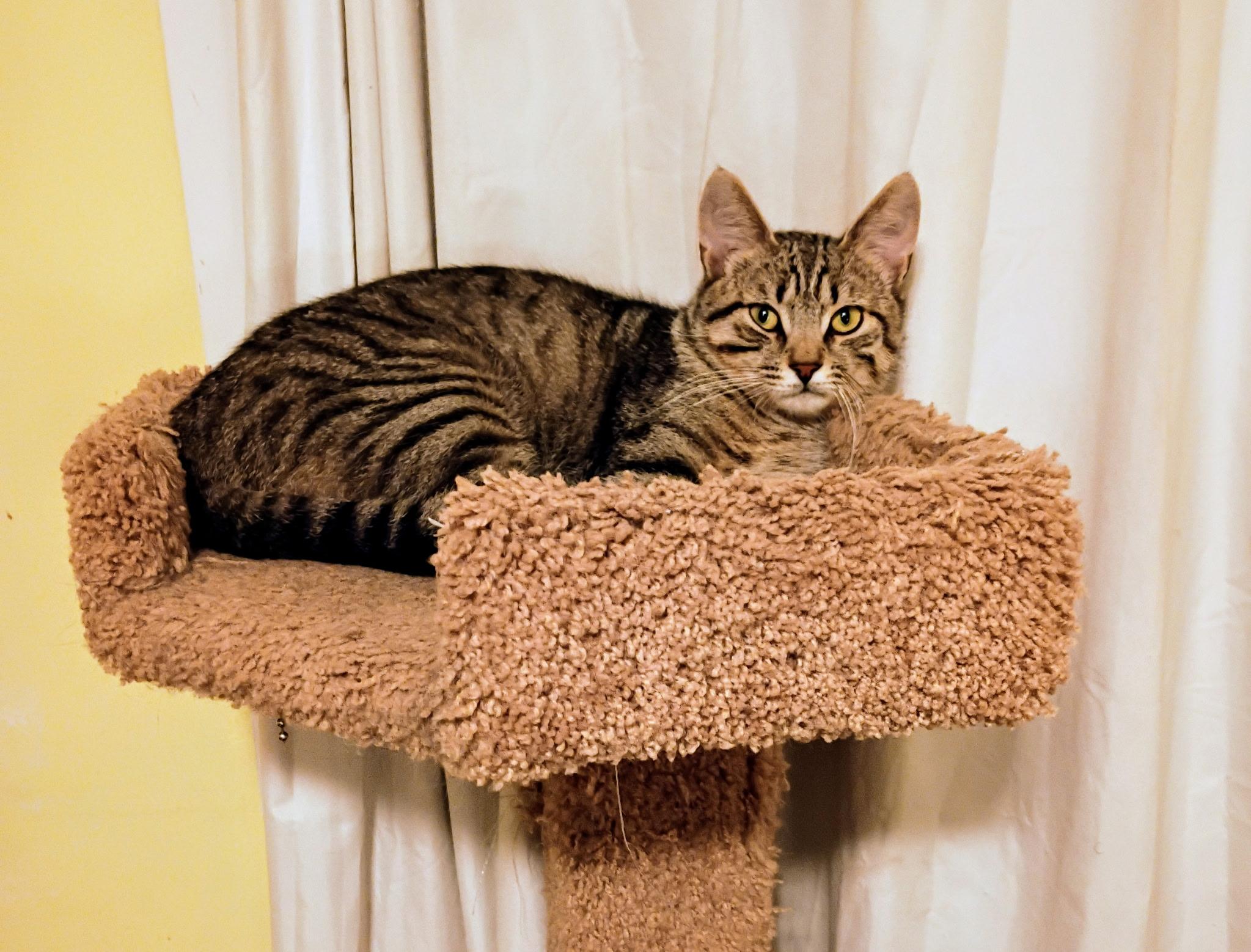 Jesse and Jamie, a ADOPTABLE Tabby in Syracuse, NY image 5/6