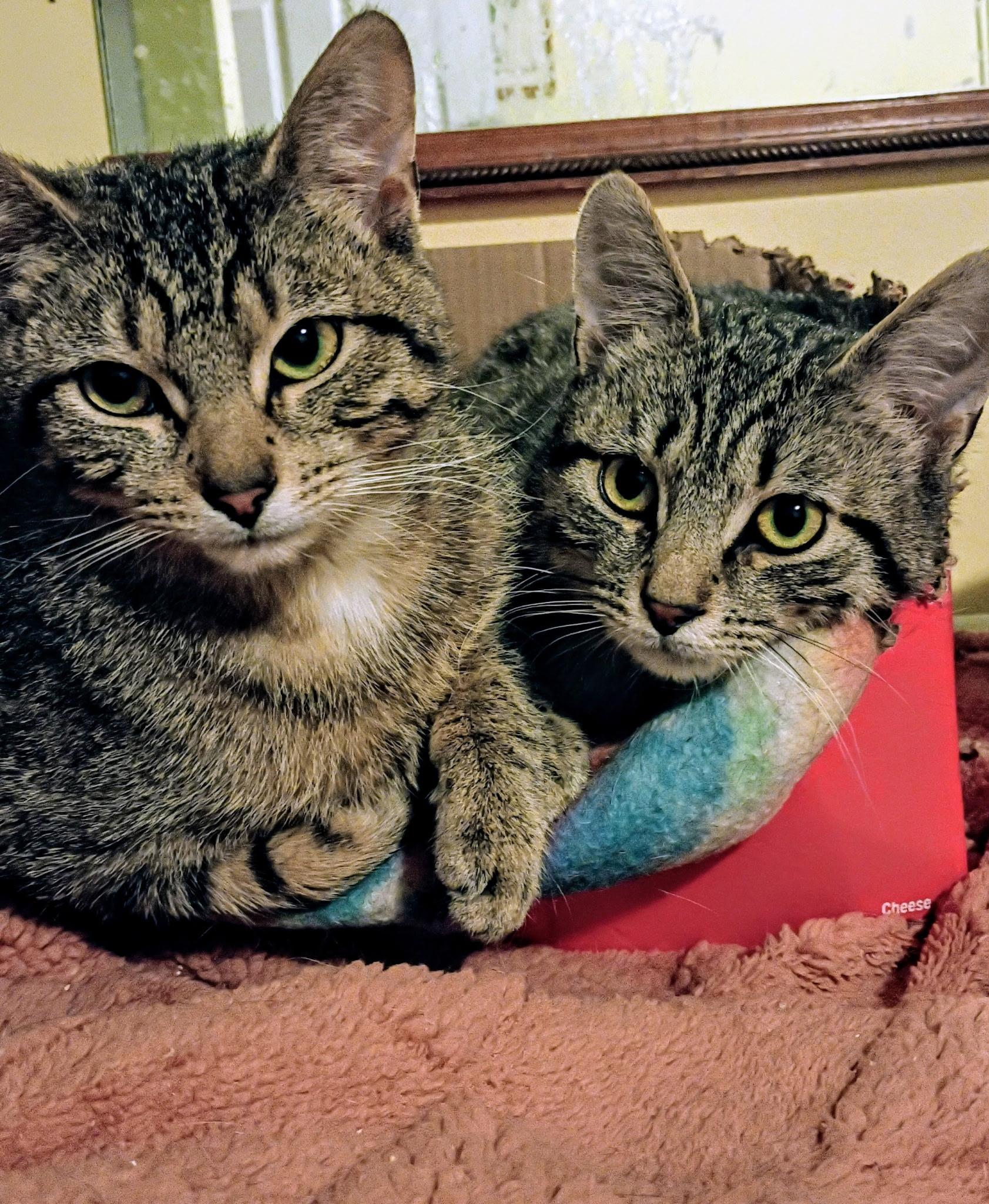 Jesse and Jamie, ADOPTABLE, Kitten Male Tabby.