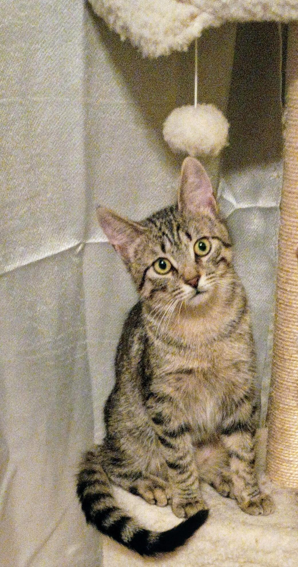 Jesse and Jamie, a ADOPTABLE Tabby in Syracuse, NY image 2/6