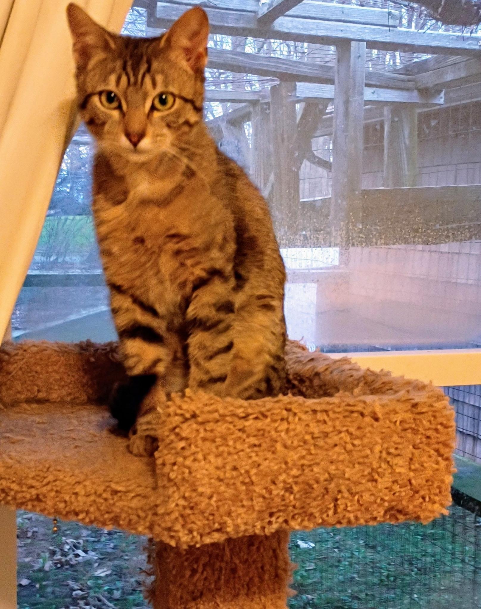 Jesse and Jamie, a ADOPTABLE Tabby in Syracuse, NY image 3/6