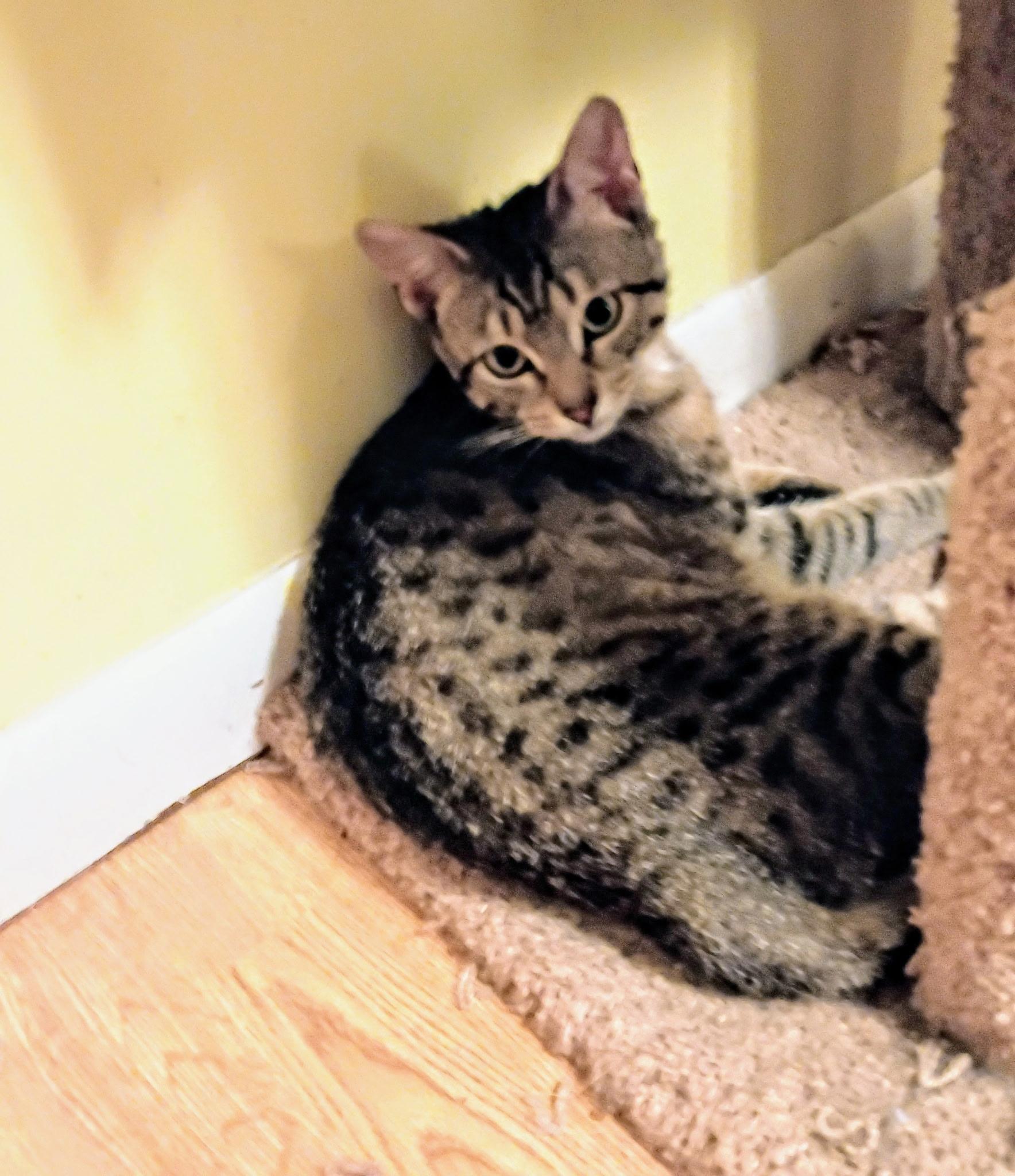Jesse and Jamie, a ADOPTABLE Tabby in Syracuse, NY image 4/6