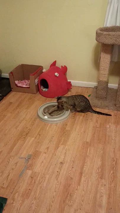 Enlarge Jesse and Jamie, a ADOPTABLE Tabby in Syracuse, NY video 6/6