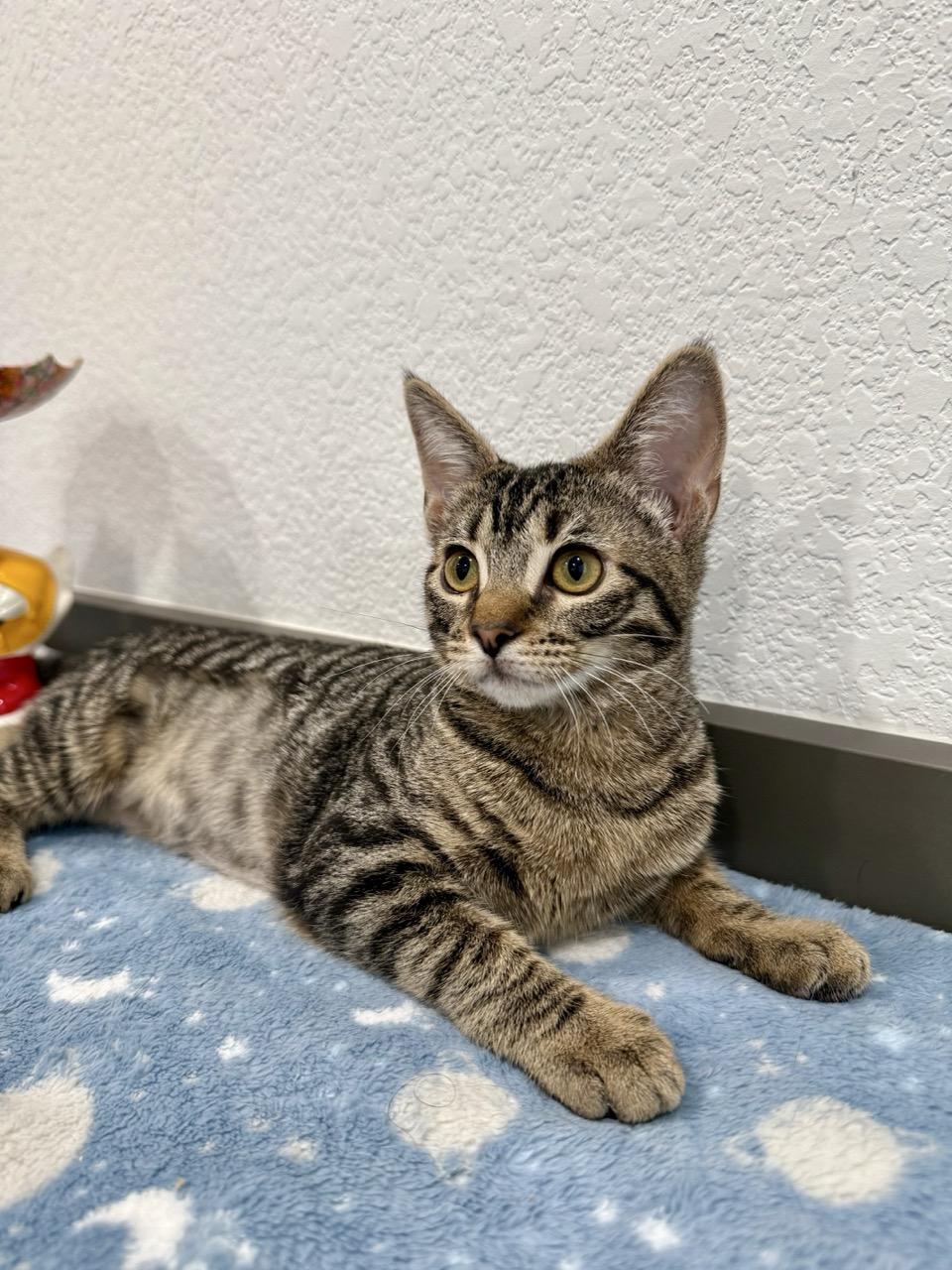 Eclipse, a ADOPTABLE Domestic Short Hair in Las Vegas, NV image 1/2