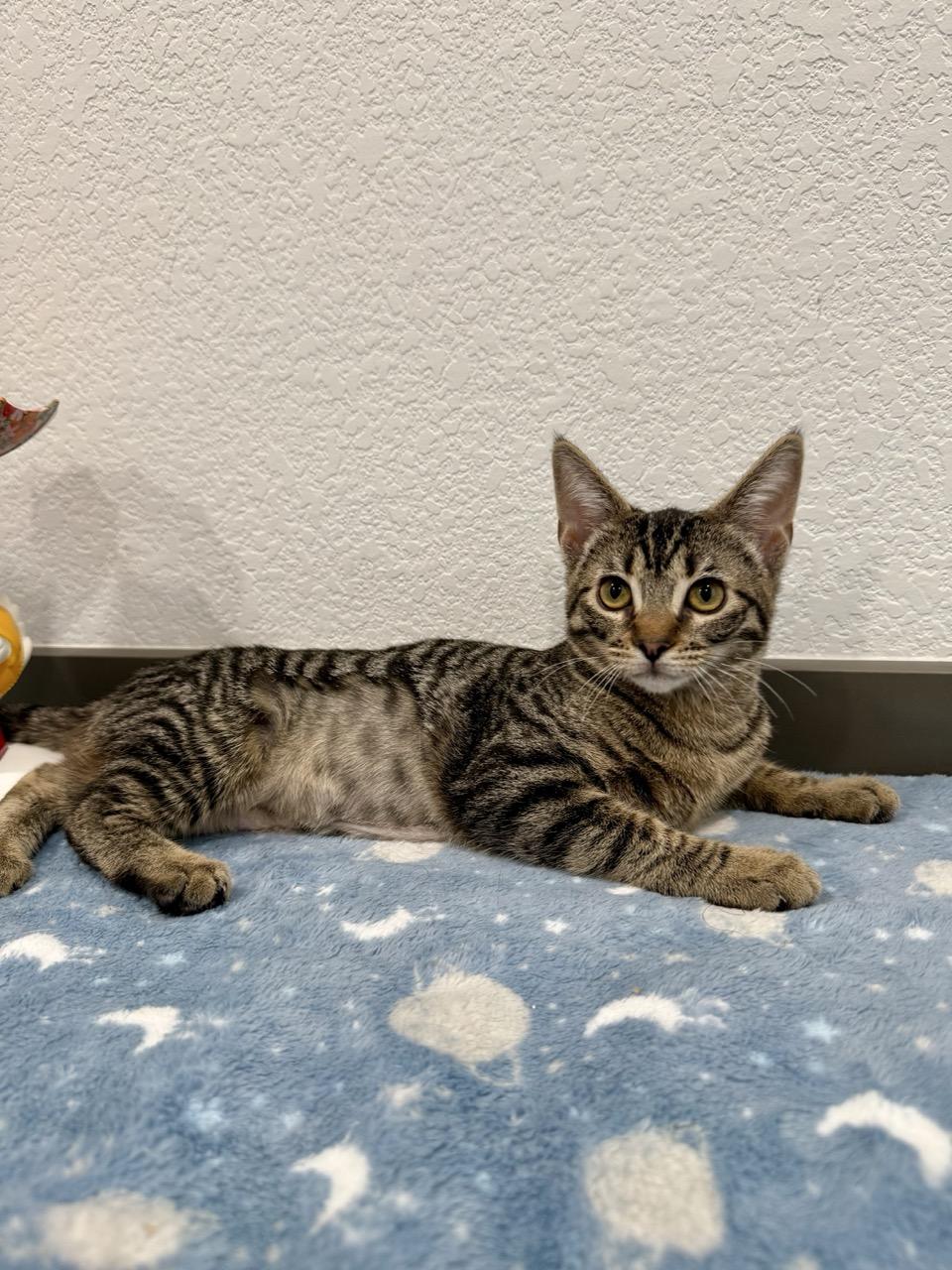 Eclipse, a ADOPTABLE Domestic Short Hair in Las Vegas, NV image 2/2
