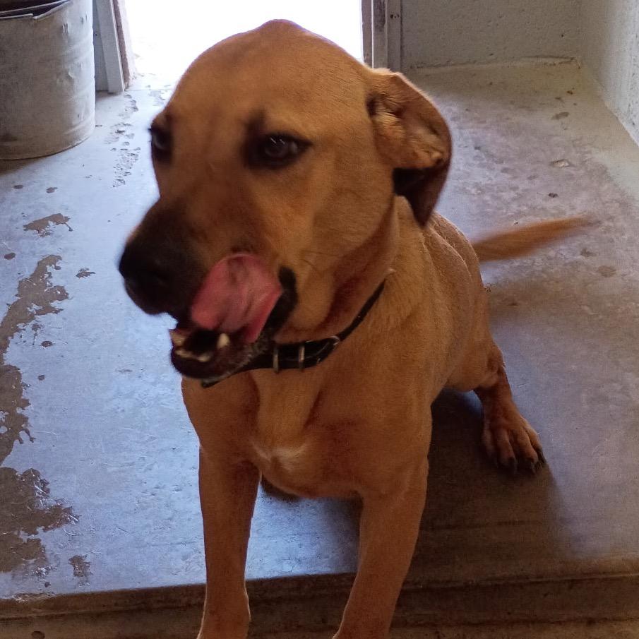 FWT Star, Adoptable, Adult Female Labrador Retriever & Basset Hound.