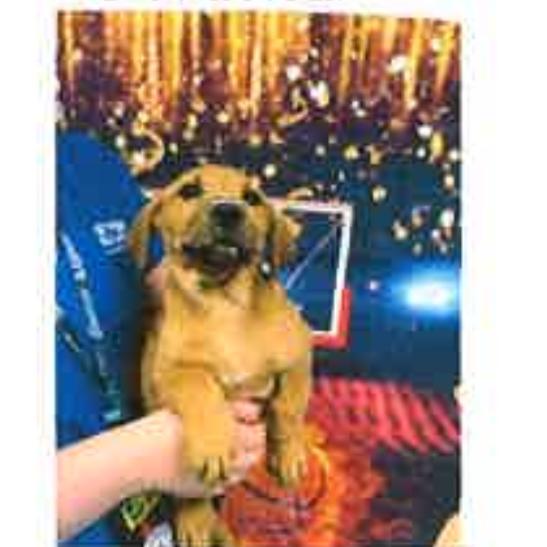 Enlarge FWT Star, a Adoptable mixed breed in Midland, TX image 2/2