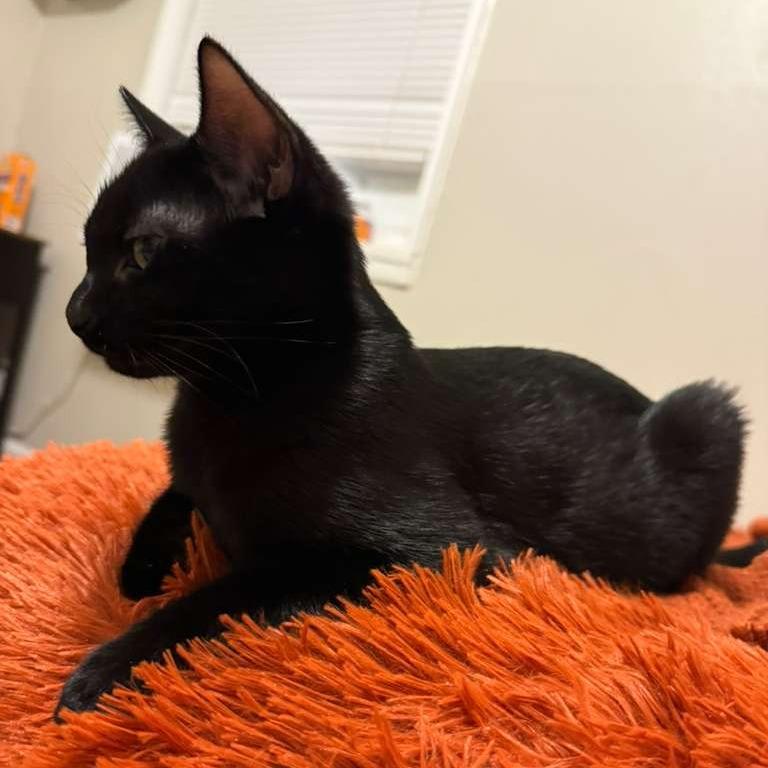 Donald, Adoptable, Kitten Male Domestic Short Hair.