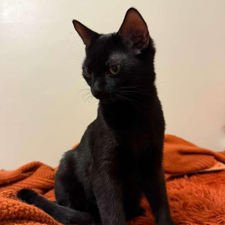 Donald, a Adoptable Domestic Short Hair in Somerset, NJ image 2/4