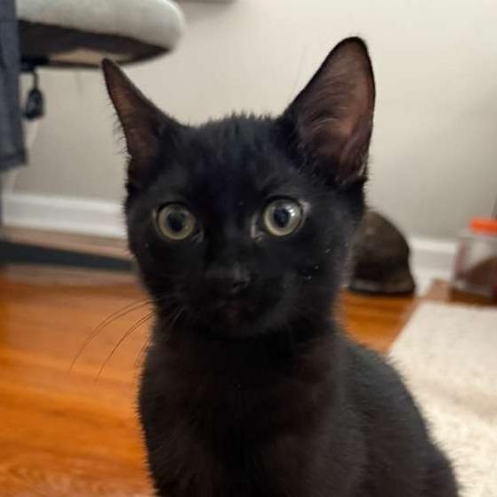 Donald, a Adoptable Domestic Short Hair in Somerset, NJ image 4/4