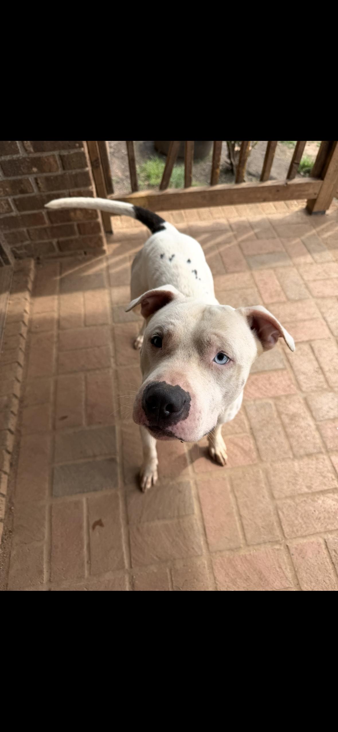 Blue, ADOPTABLE, Young Male Pit Bull Terrier.