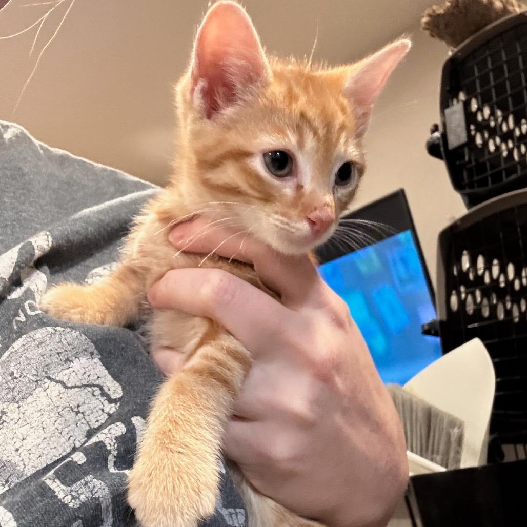 Enlarge Tigg, a Adoptable Domestic Short Hair in Katy, TX image 1/1