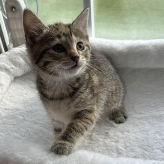 CINNAMON ROLL, an adoptable mixed breed in Wilmington, OH image 2/2