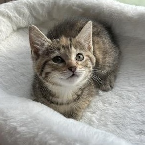 CINNAMON ROLL, an adoptable mixed breed in Wilmington, OH image 1/2