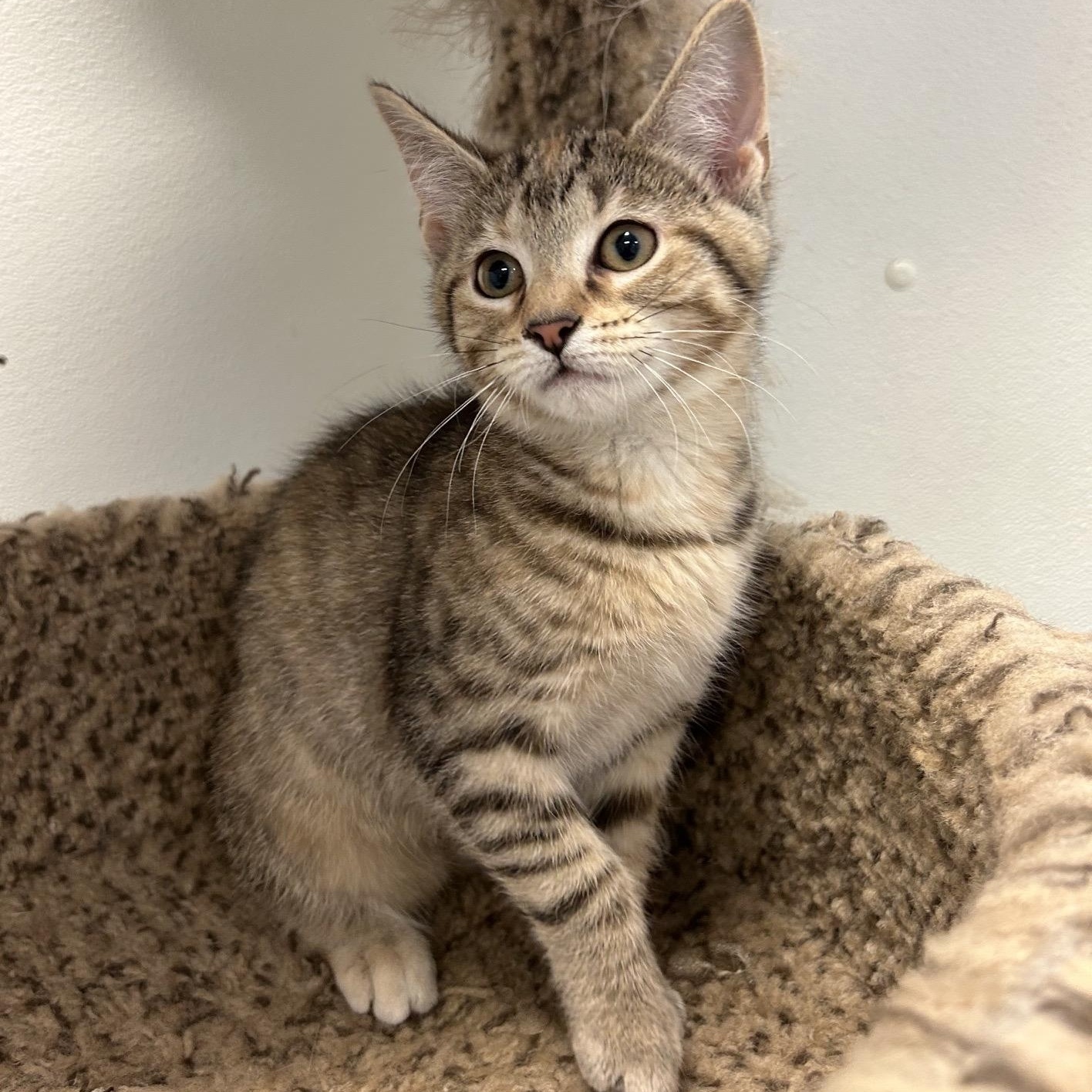 CINNAMON ROLL, an adoptable mixed breed in Wilmington, OH image 2/4