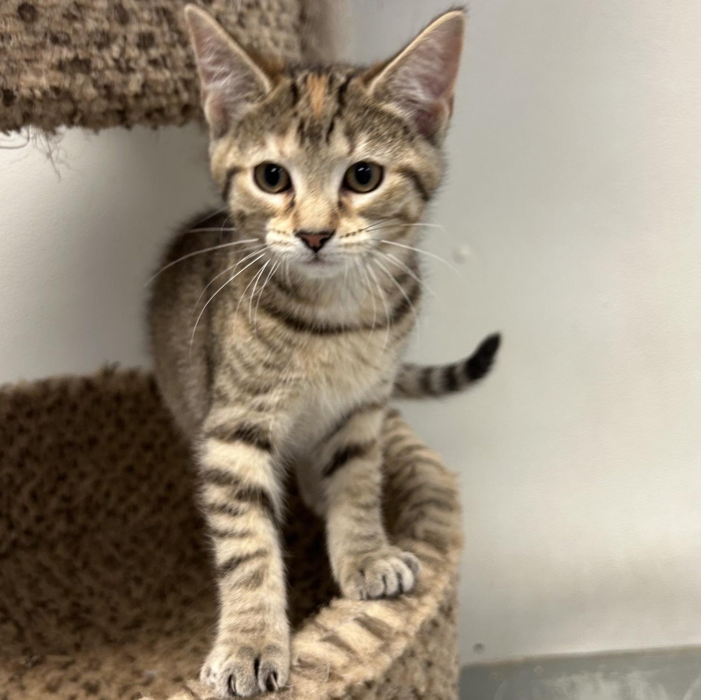 CINNAMON ROLL, an adoptable mixed breed in Wilmington, OH image 1/4