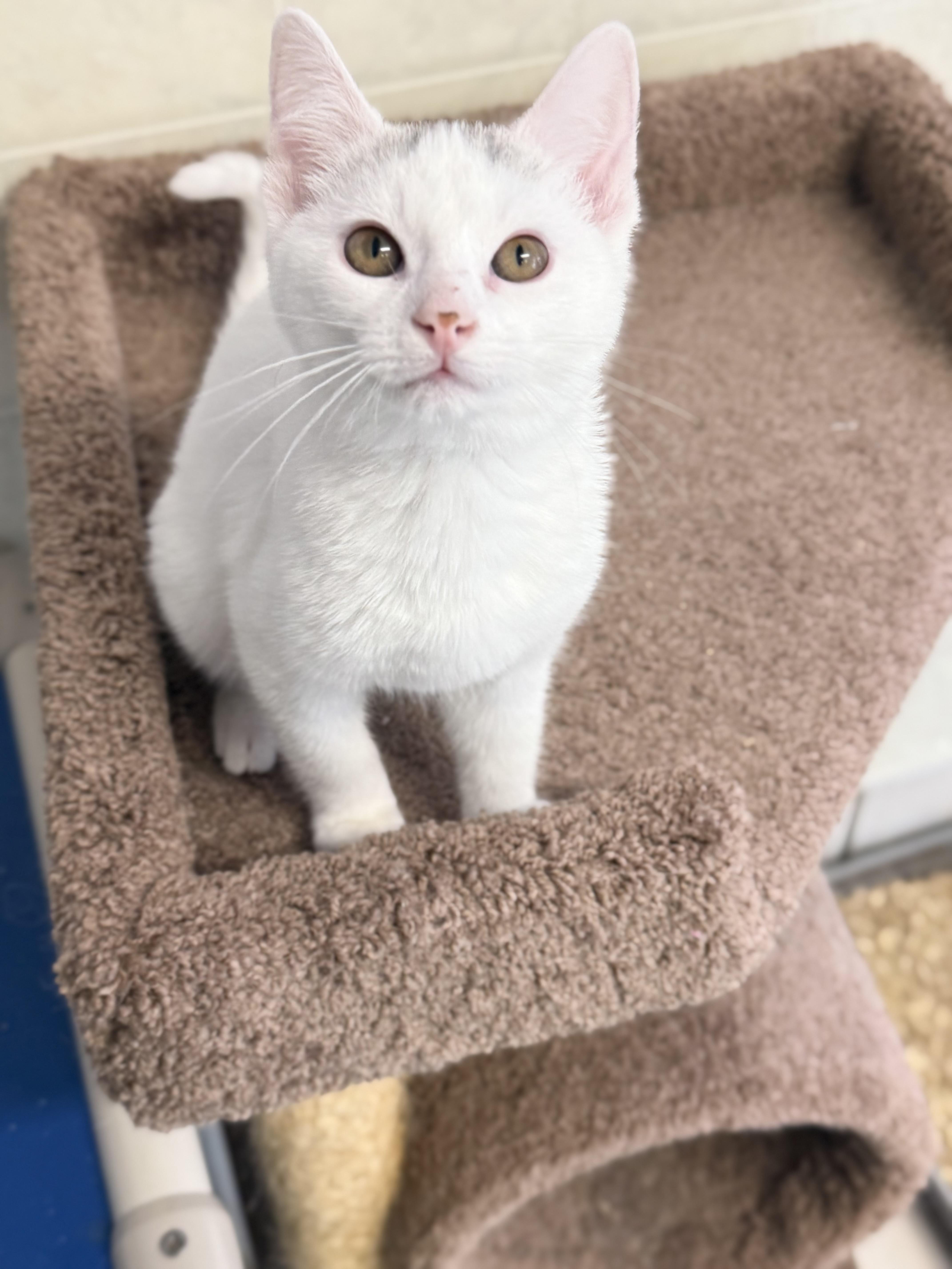 George, adopted, Kitten Male Domestic Short Hair.