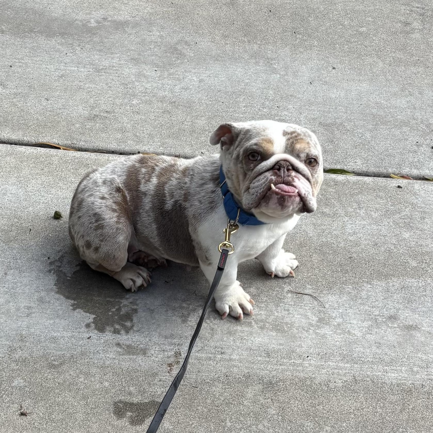 Esmeralda, ADOPTABLE, Adult Female English Bulldog.