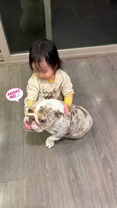 Enlarge Esmeralda, a ADOPTABLE English Bulldog in Rancho Santa Margarita, CA video 2/4