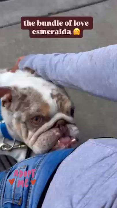 Enlarge Esmeralda, a ADOPTABLE English Bulldog in Rancho Santa Margarita, CA video 3/4