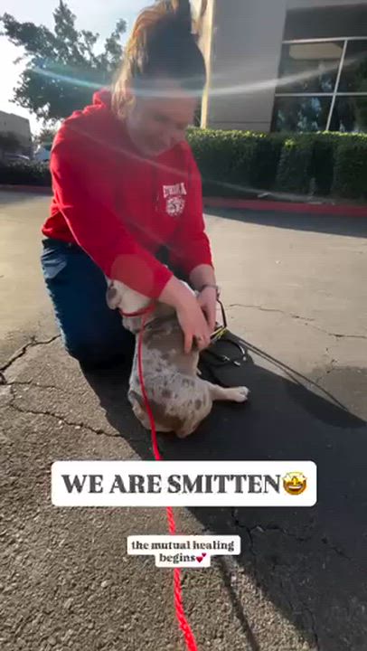 Enlarge Esmeralda, a ADOPTABLE English Bulldog in Rancho Santa Margarita, CA video 4/4