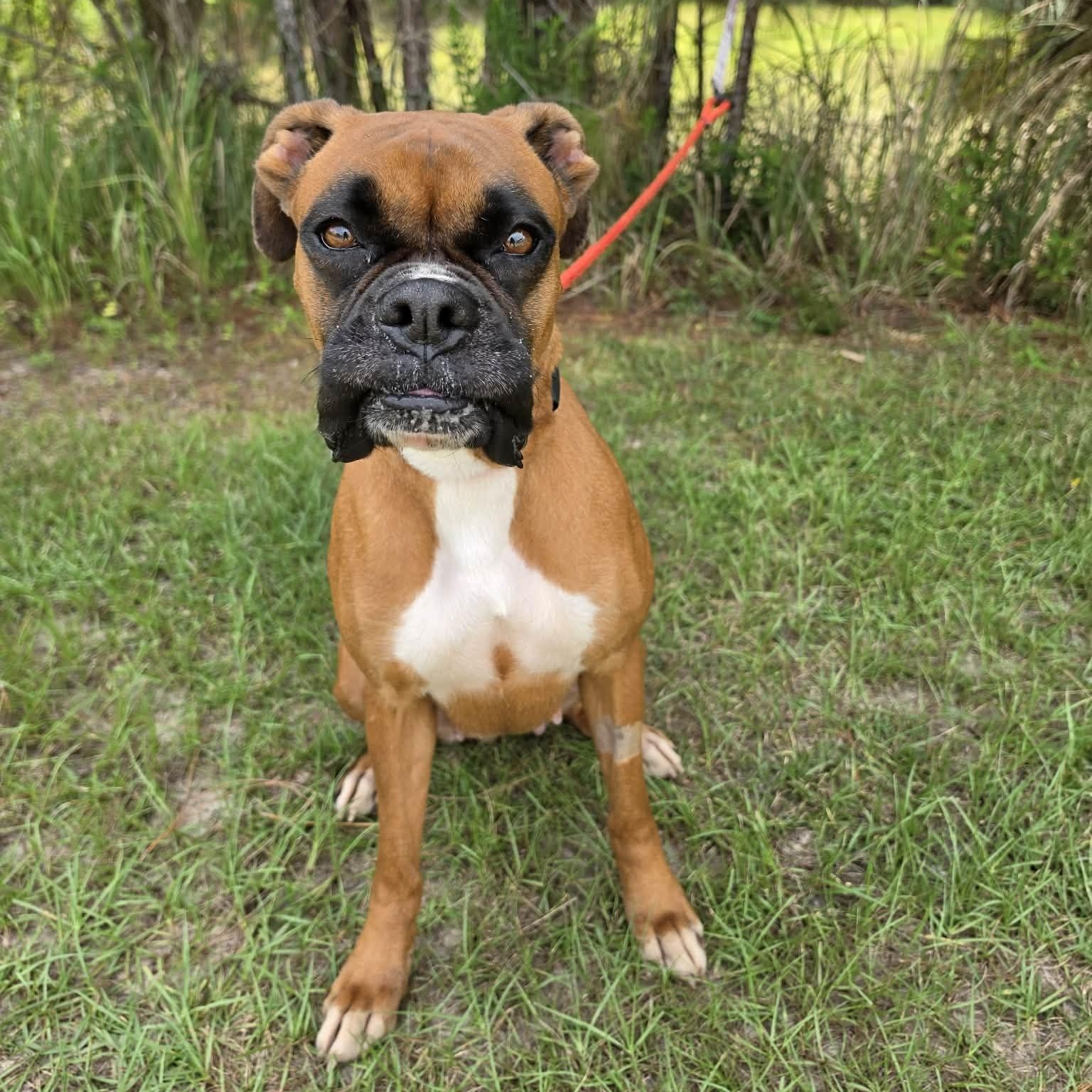 Baylor, a Adoptable Boxer in Jackson, MI image 5/6