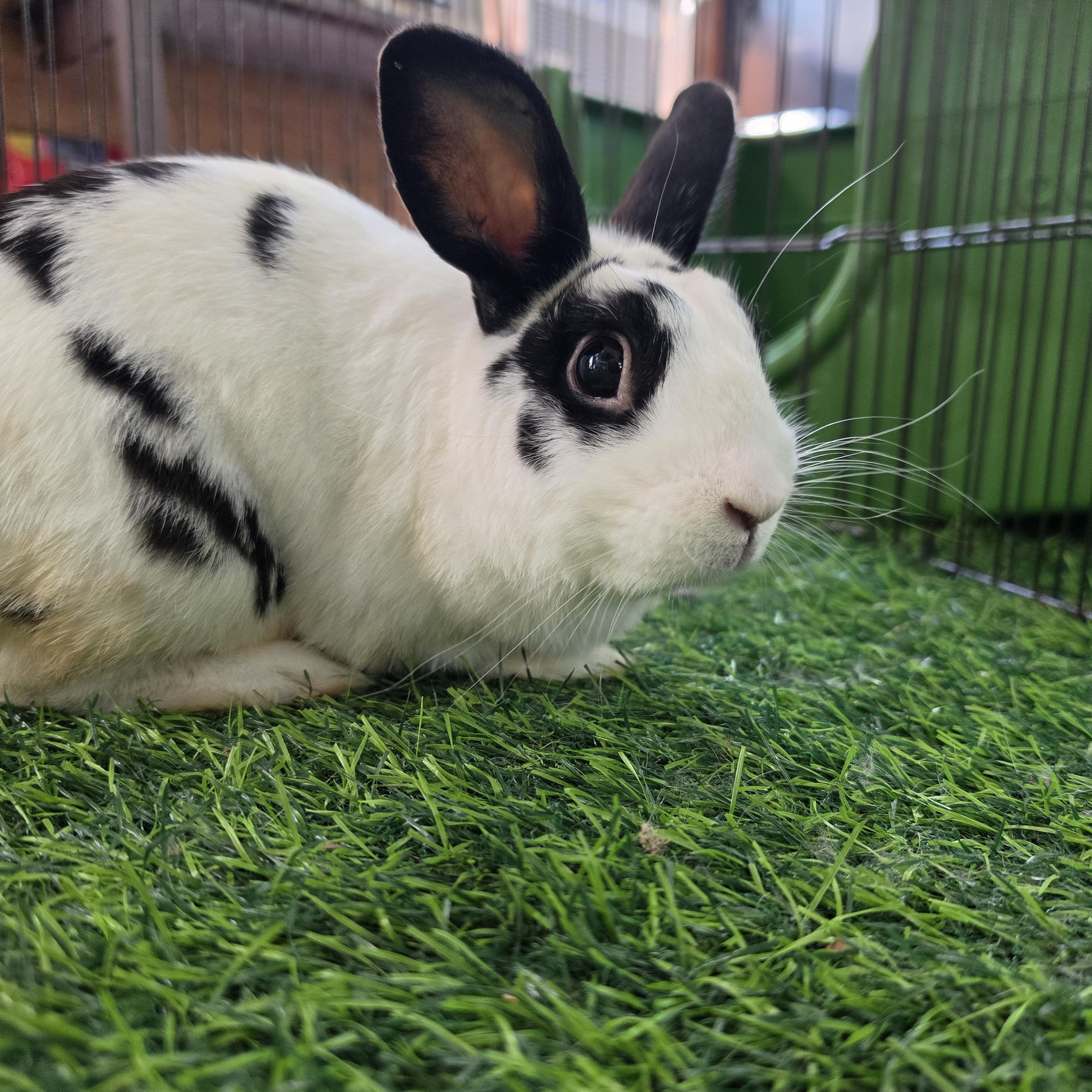 Enlarge Ollie, a Adoptable Mini Rex in Conway, SC image 2/2