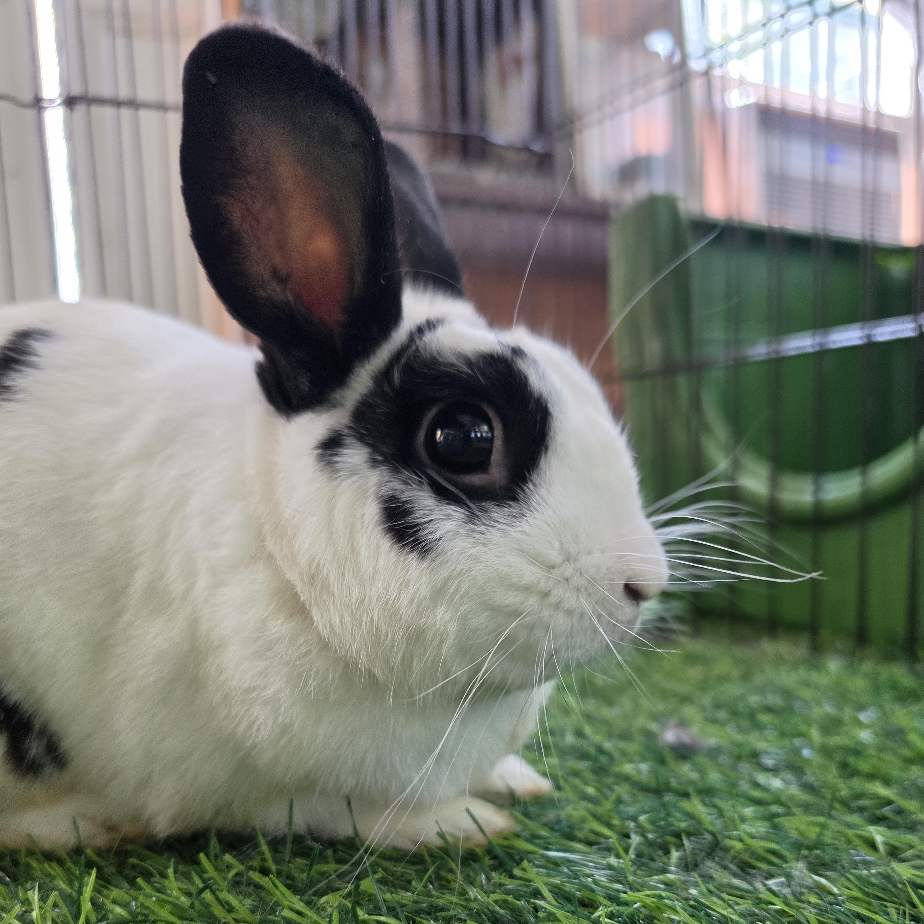Enlarge Ollie, a Adoptable Mini Rex in Conway, SC image 1/2