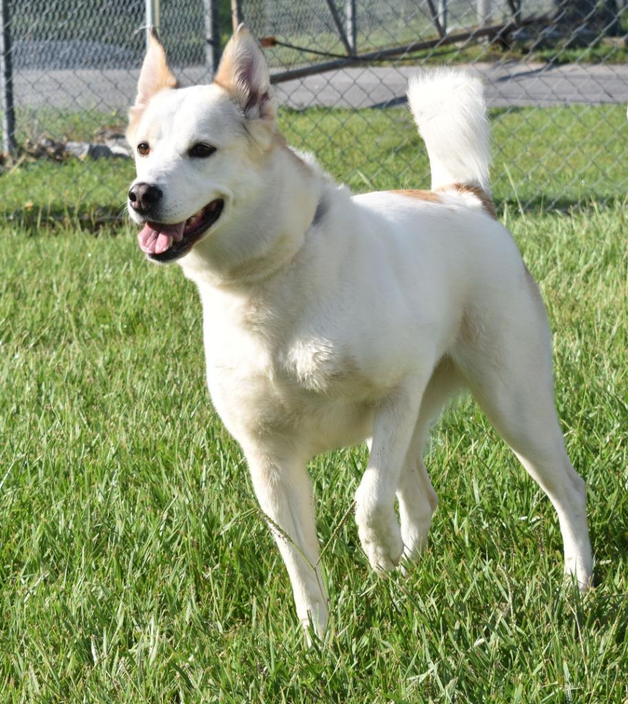 Enlarge Nova, a Adoptable mixed breed in Kingsland, GA image 1/6