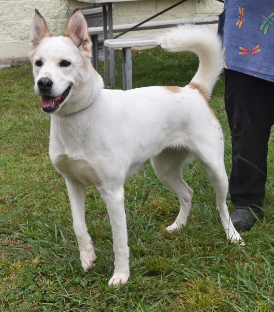 Enlarge Nova, a Adoptable mixed breed in Kingsland, GA image 2/6