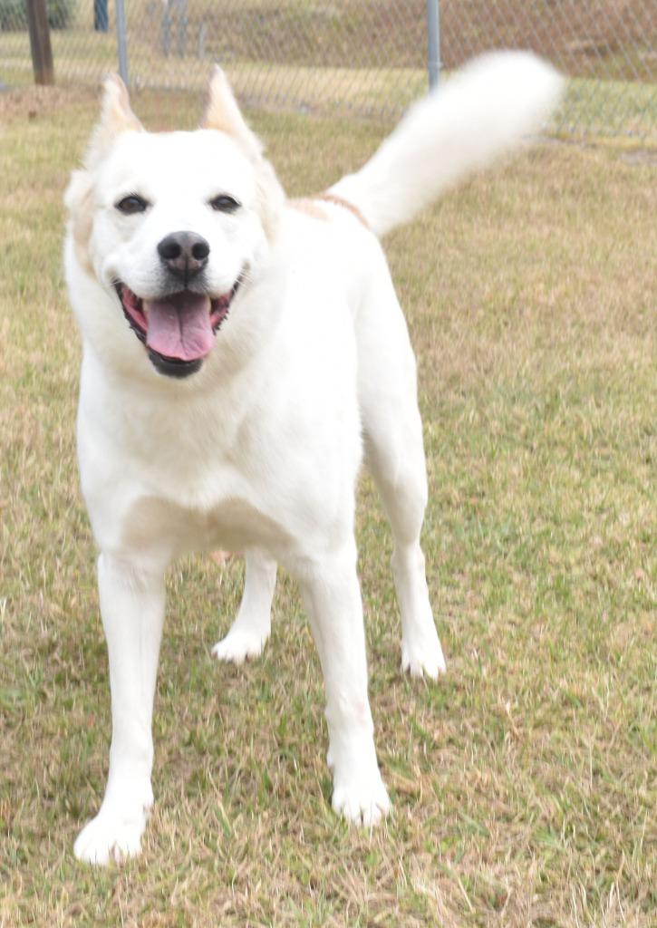 Enlarge Nova, a Adoptable mixed breed in Kingsland, GA image 3/6