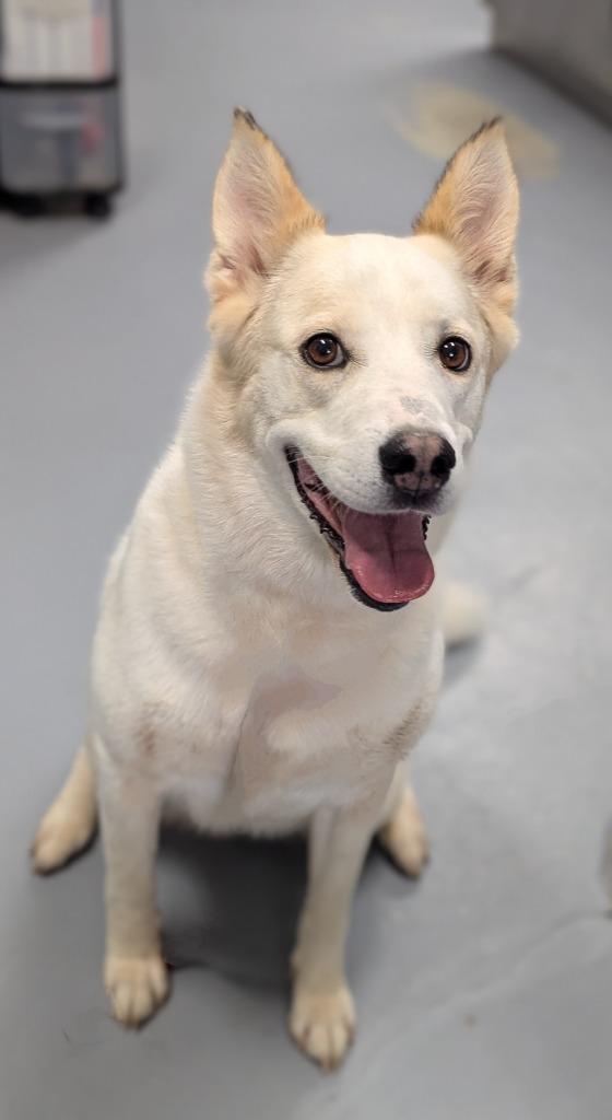 Enlarge Nova, a Adoptable mixed breed in Kingsland, GA image 4/6